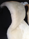Меховая накидка Премиум класса из Натуральной овчины на шкуре, Белая, Средний ворс, Российская овчина